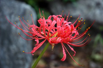 石蒜；彼岸花；曼珠沙华