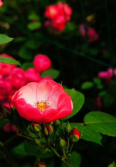 は蛋｜蔷薇花｜花语：红色代表热恋；粉色代表爱的誓言；白色代表纯洁的爱；黄色代表永恒的微笑；深红色代表只想与你一起；野蔷薇代表浪漫的爱；圣诞蔷薇代表追忆的爱；黑色蔷薇代表华丽的爱