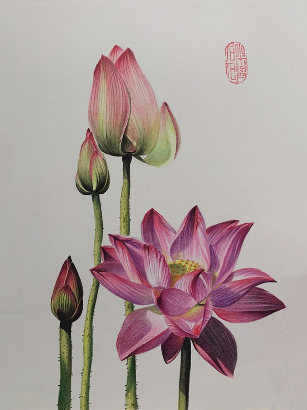 彩铅手绘――荷花作者小米与石石