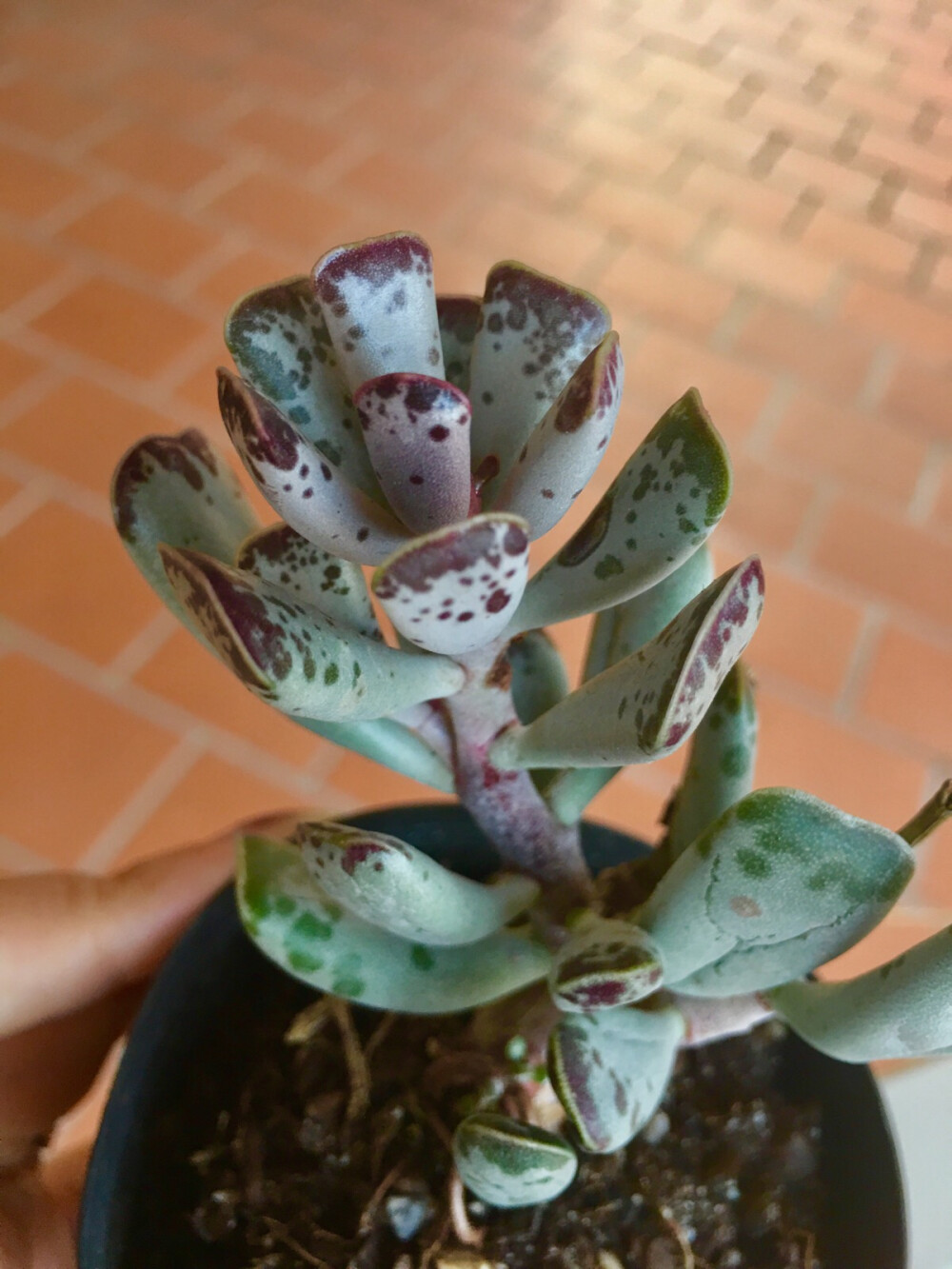 【库珀天锦章】Adromischus Cooperi