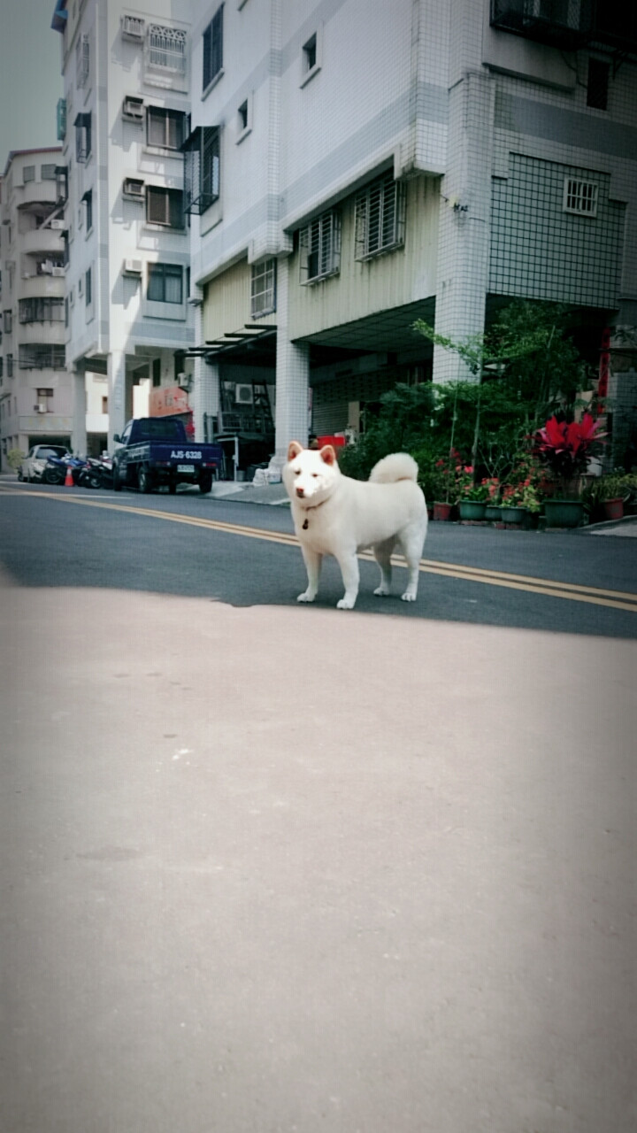 我是邊緣狗兒 我們不同世界哈