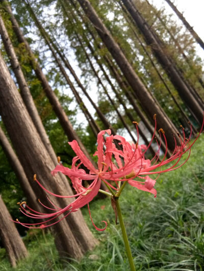 曼珠沙华花开不见叶，出叶不见花，花叶两不相见，生生相错。因此才有“彼岸花，开彼岸，只见花，不见叶，生生相错”的说法。春天是球根，夏天生长叶子，秋天立起开花，冬天花茎又慢慢褪去。因有着永远无法相会的悲恋…