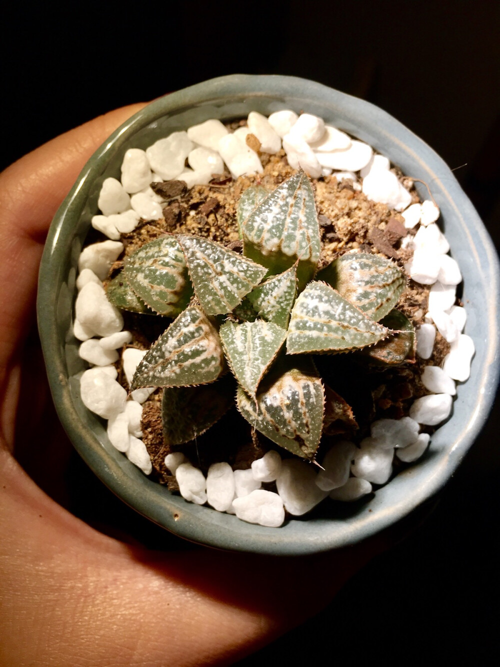 【雪景寿】Haworthia Silver Kiwi