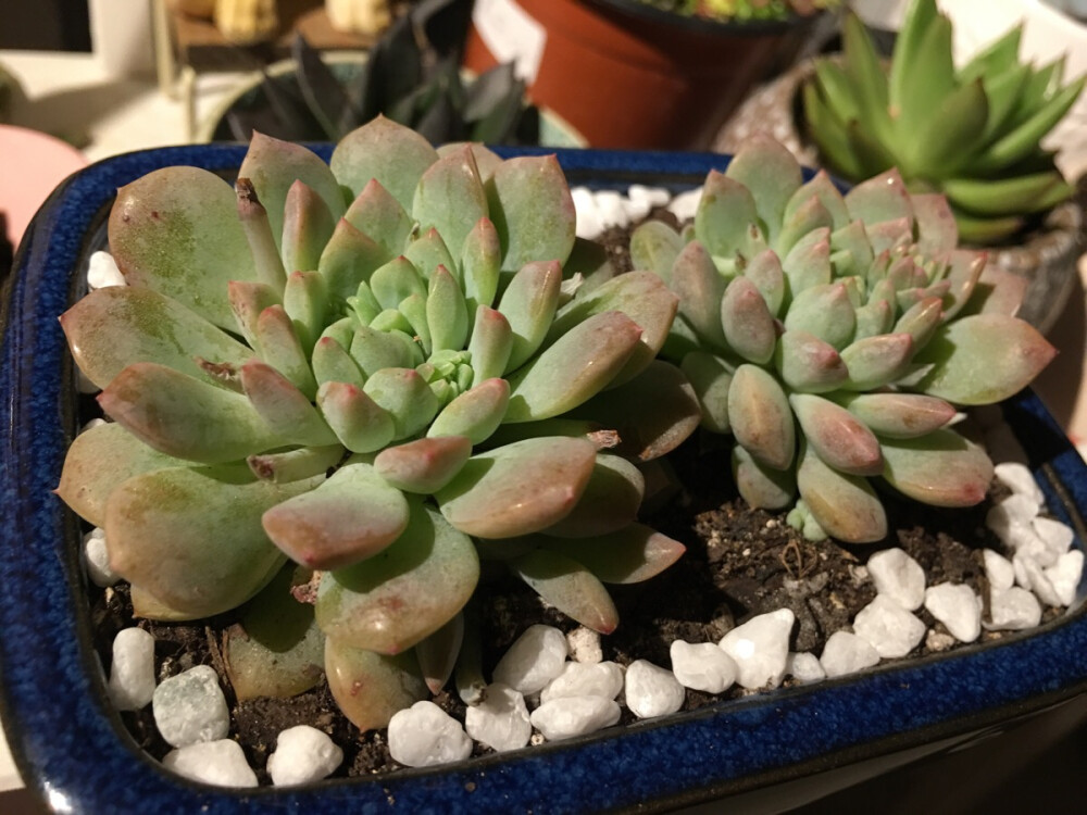 【子持白莲】Echeveria Prolifica