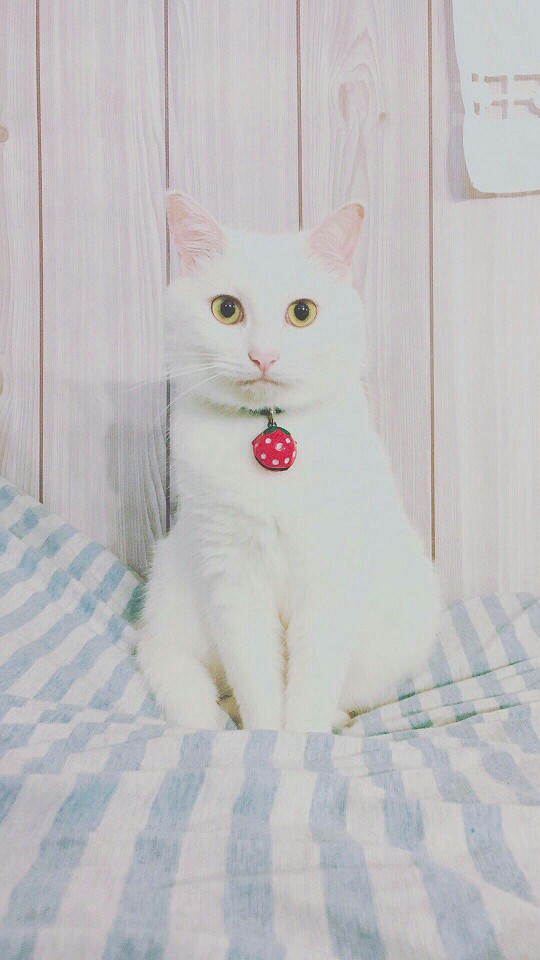 小喵