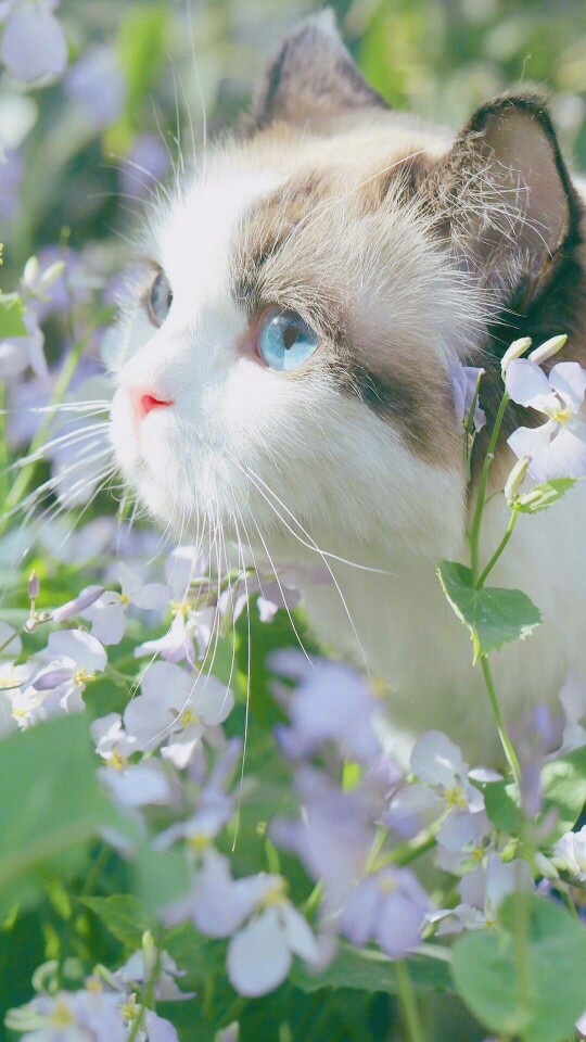 小可爱