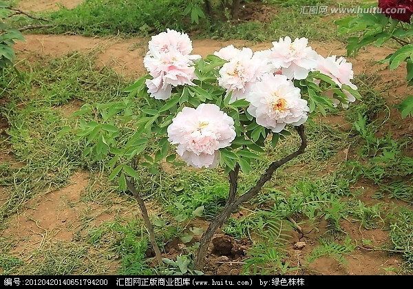 洛阳牡丹(香玉)