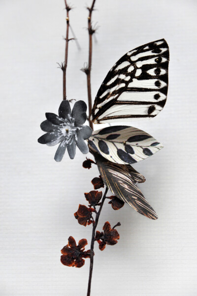 这些美轮美奂的花卉拼贴作品都是用了干花或者假花制作而成的，制作者是来自美国的安妮。安妮于2007年毕业的Utrecht school of The Art' (NL) direction 方向的3D产品设计专业。