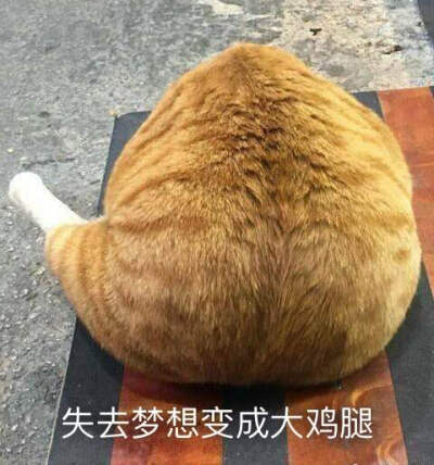 猫咪表情包