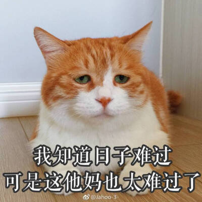 猫咪表情包