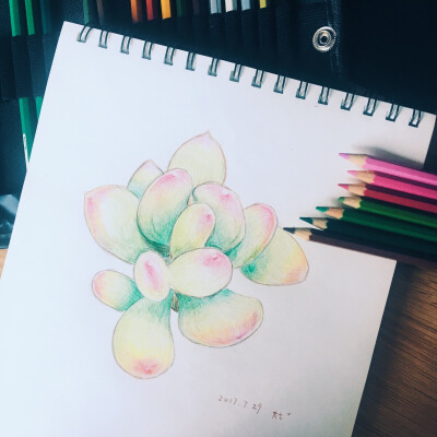 多肉，彩铅