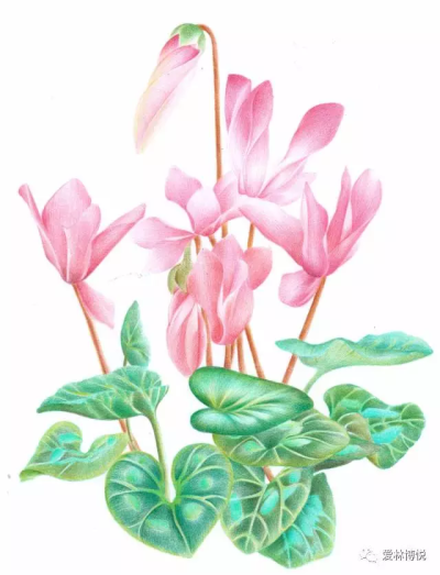 Cyclamen（仙客来）
内向、天真无邪、喜迎贵客、好客迎宾
图片来自：爱林博悦