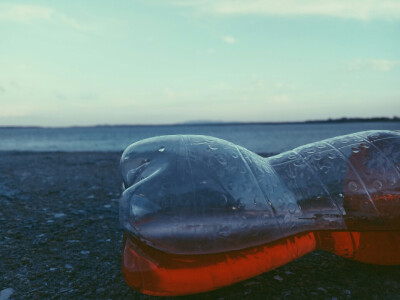 抓住夏天的汽水味.