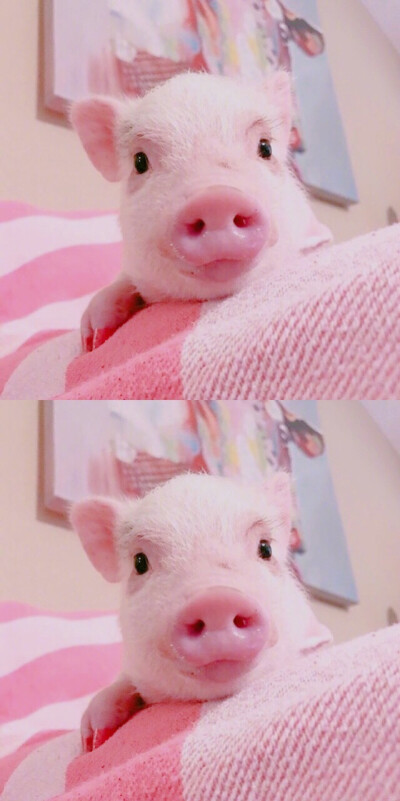 猪 头像 萌宠粉红