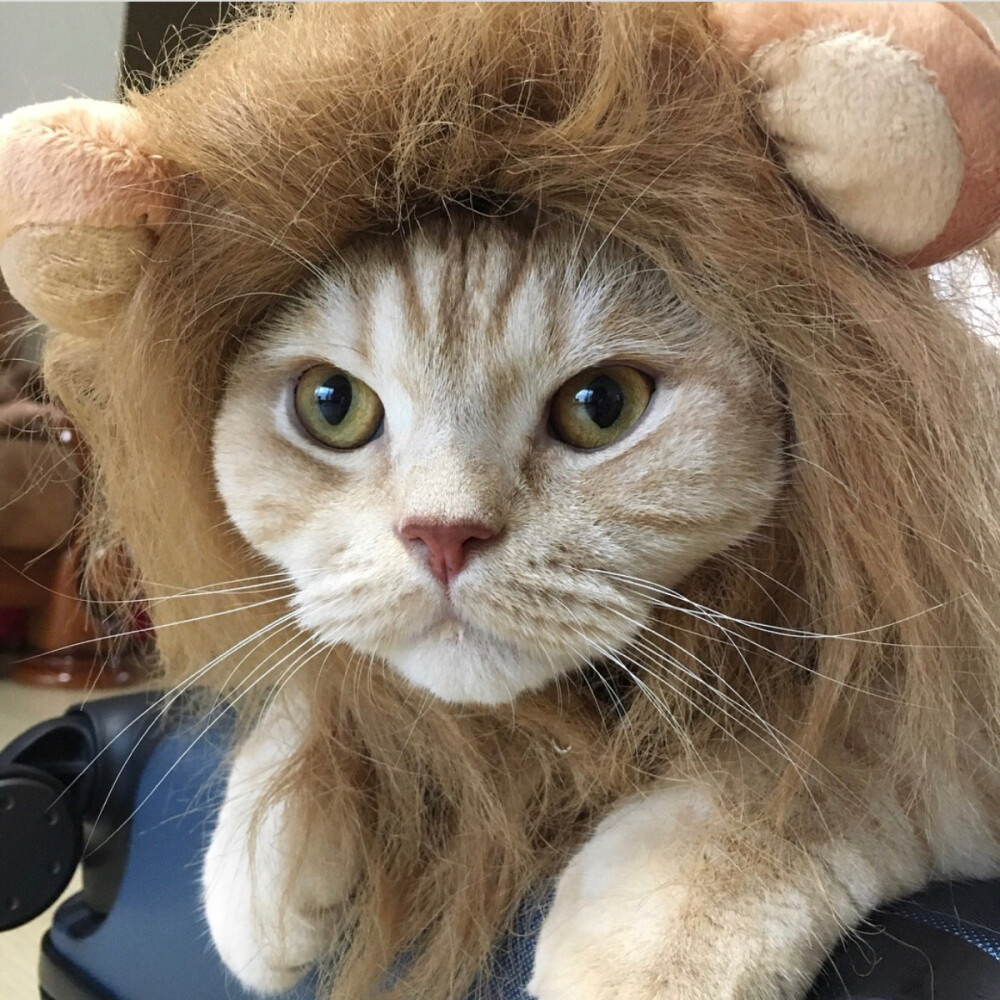 狮子猫猫喵uu记