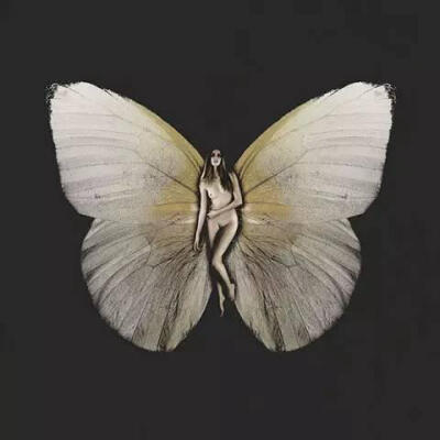 你若盛开 蝴蝶自来