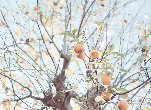 松花酿酒 春水煎茶