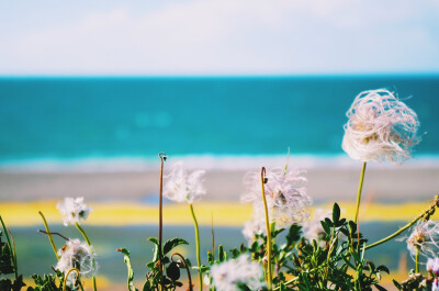 圣湖青海湖·天鹅湖