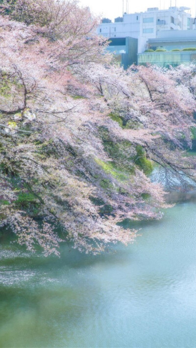 待落花时节，我陪你赏樱花如雪