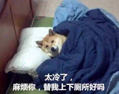 柴犬