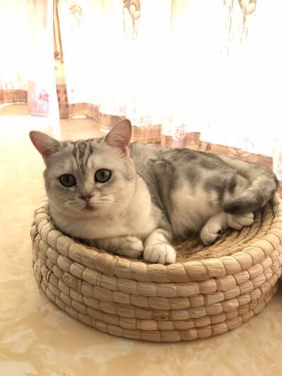 会下蛋的猫要吗？