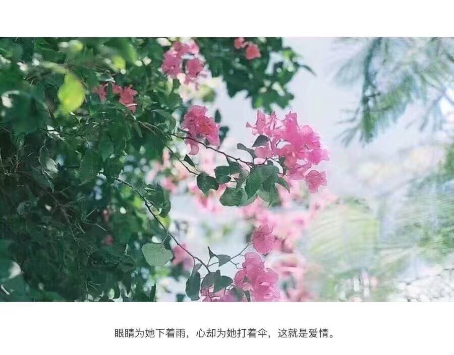 背景图 文字 文艺 小清新 花