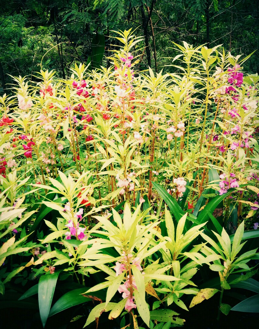 紫花凤仙花(西双版纳森林公园)