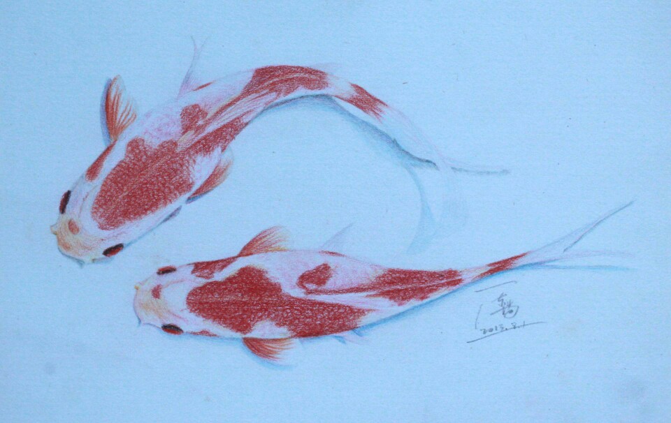 彩铅画鱼很久以前的画了