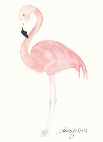 flamingo