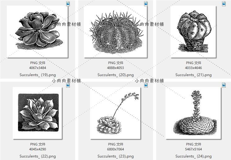 复古黑白线稿手绘多肉植物仙人掌素描线稿临摹素材AI PNG247