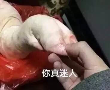 可爱宠物猪表情包 可爱的猪猪卖萌表情包