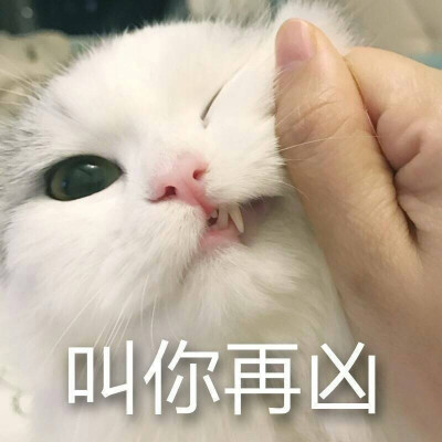 超凶表情包 郭斯特超凶猫馒头猫表情包