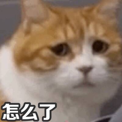 猫日