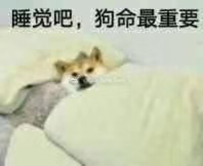 睡觉吧，狗命重要