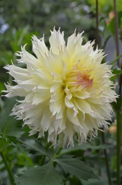 奇花异卉——大丽花容，雍容华贵的美
大丽花（Dahlia pinnata Cav.），别名大理花、天竺牡丹、东洋菊、大丽菊、地瓜花，菊科、大丽花属植物，多年生草本，有巨大棒状块根。茎直立，多分枝，高1.5-2米，粗壮。原产于墨西哥，墨西哥人把它视为大方、富丽的象征，因此将它尊为国花。