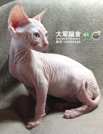 斯芬克斯猫加拿大无毛猫