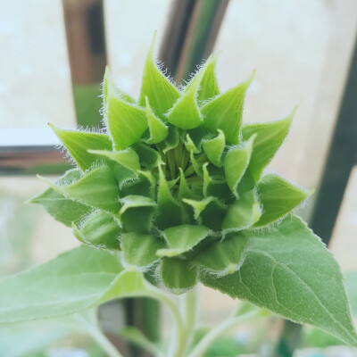 看，快看，我好像花骨朵里面的叶子了。果然经历过的台风的花，是不一样。