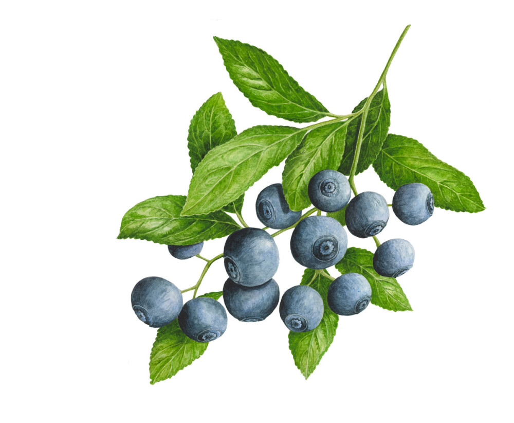 BLUEBERRIESBerrySet.jpg (1200×986)