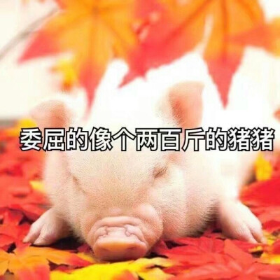 委屈的像个两百斤的猪猪