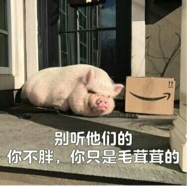 别听他们的
你不胖 你只是毛茸茸的