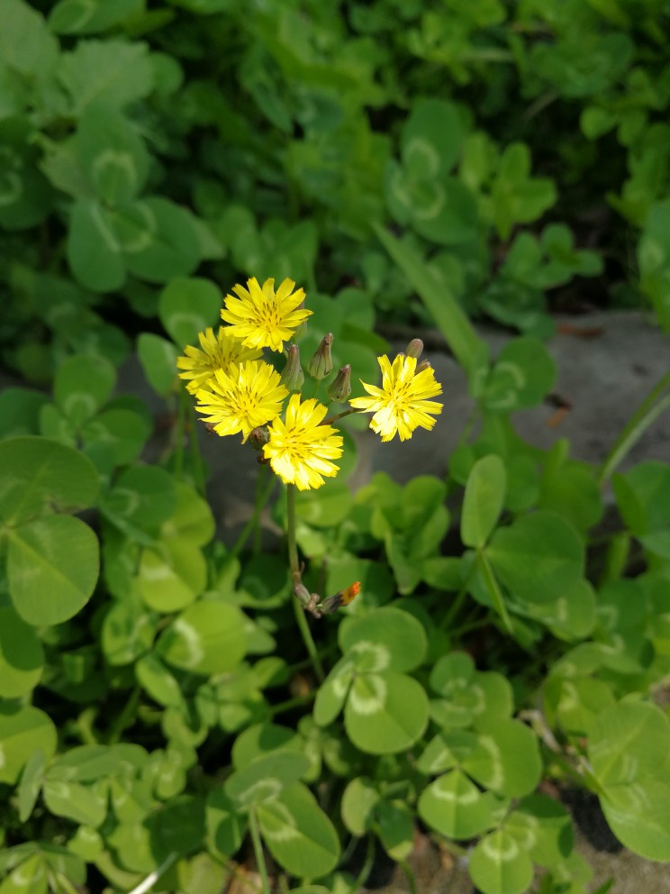 小黄花