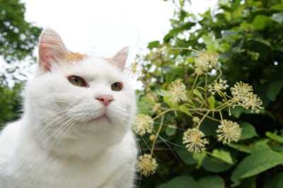 2017.08.13 うどの花 <植>土当归的花 [ 2017/08/13 10:00 ] 2017～ 花と・#猫叔# #篮子猫-猫叔# ​​​​