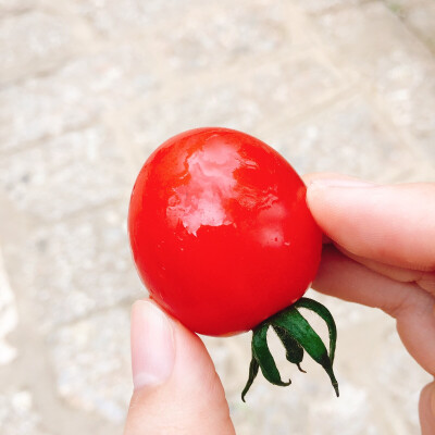 丽江·束河古城 小西红柿 真的很甜