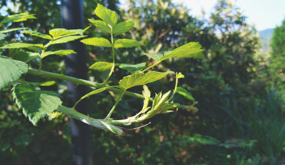 刺刺的，。。可是很好看