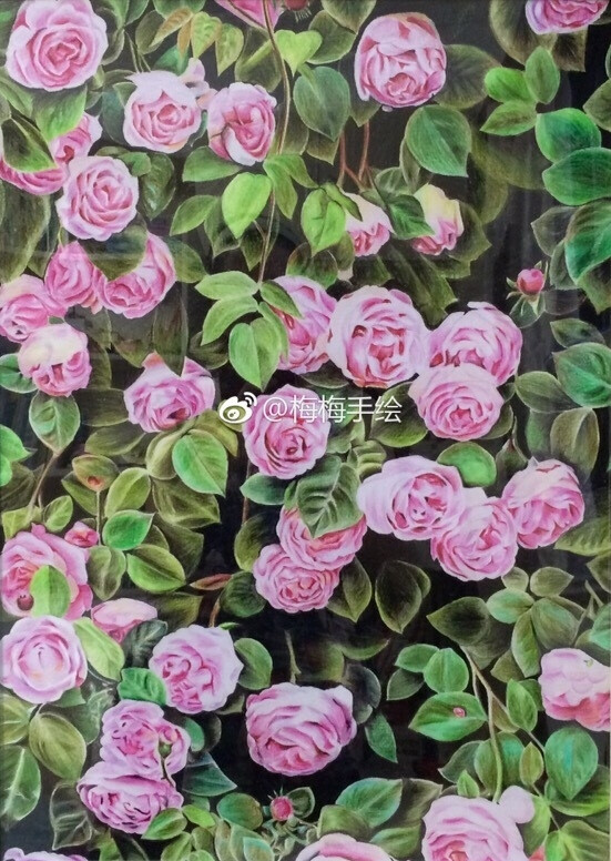 彩铅画蔷薇作者梅梅手绘