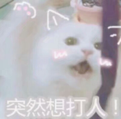 猫片