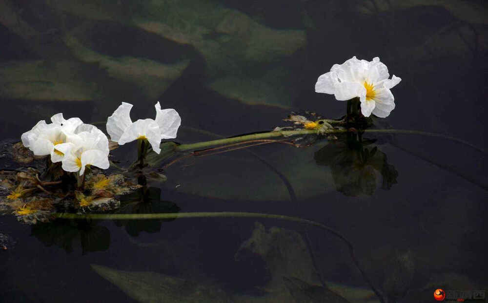 靖西海菜花