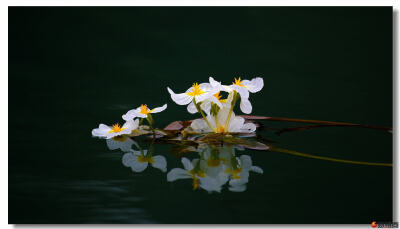 靖西海菜花