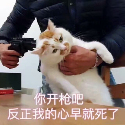 猫咪表情包