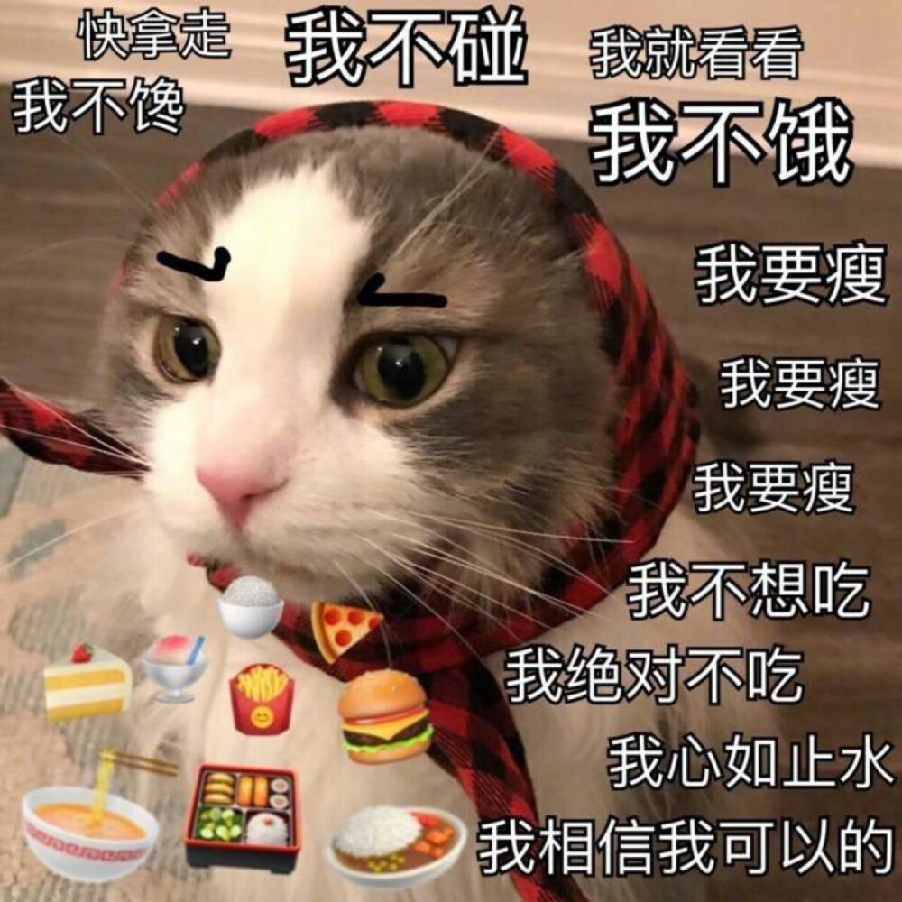 猫表情包